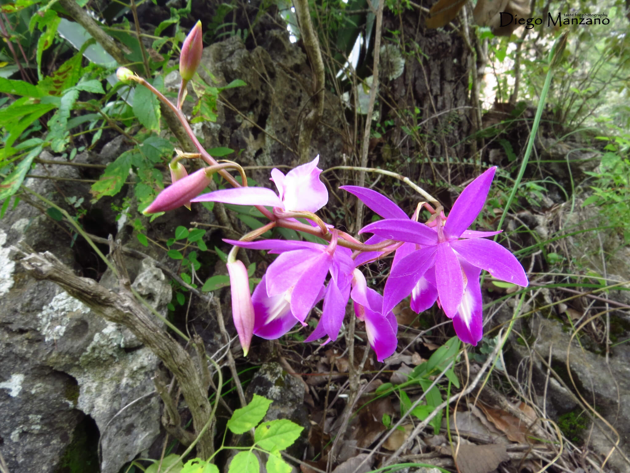 Barkeria vanneriana